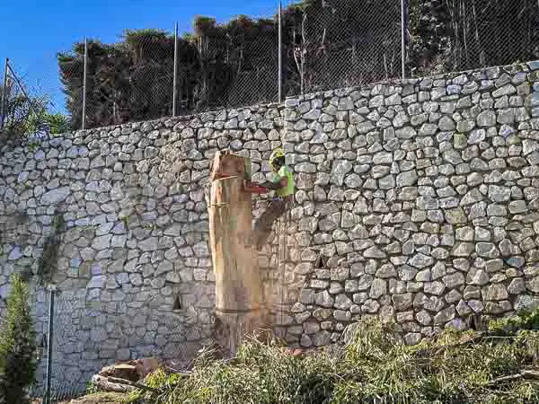 Tala y poda en altura - Un Operario o jardinero de Pinsapo Garden trabajando en un gran ejemplar de eucalipto en Benalmádena, Málaga.
